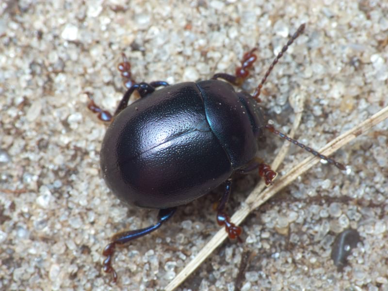 Chrysolina sturmi (Westhoff, 1882)